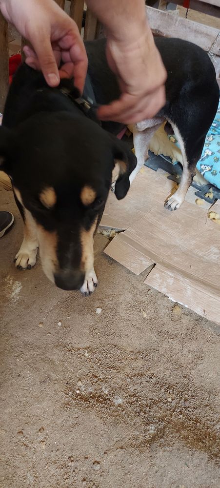 Cão