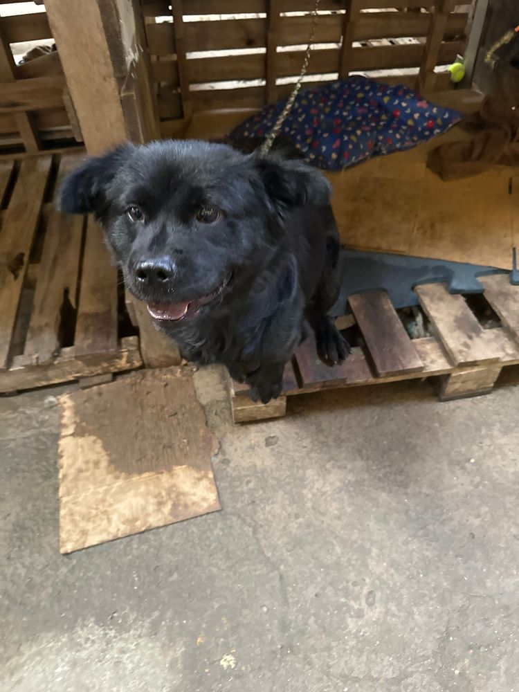Cão