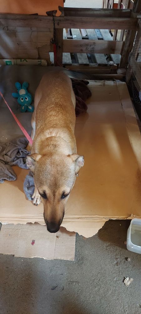 Cão