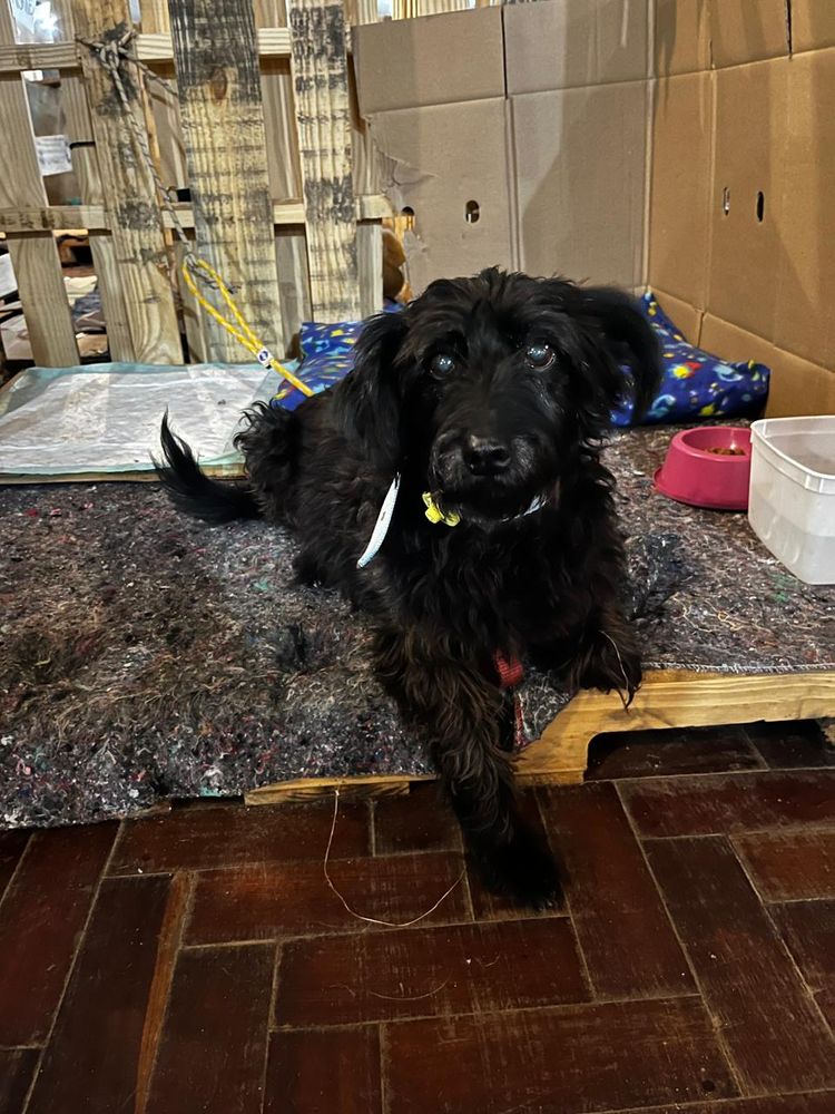 Cão