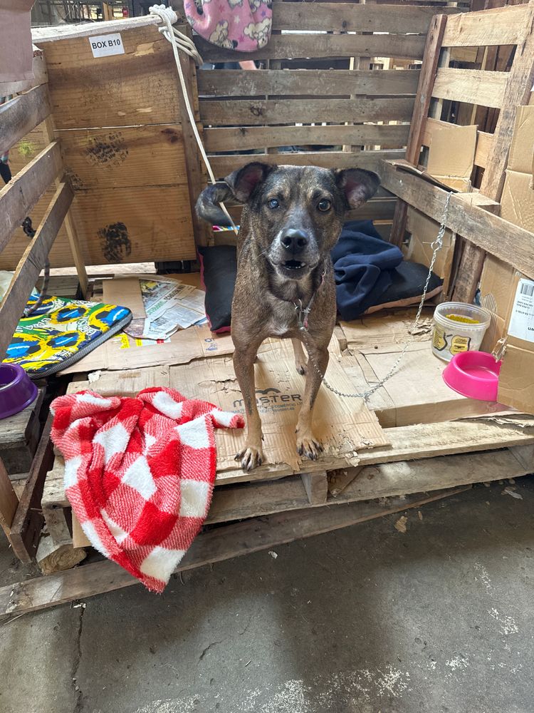 Cão