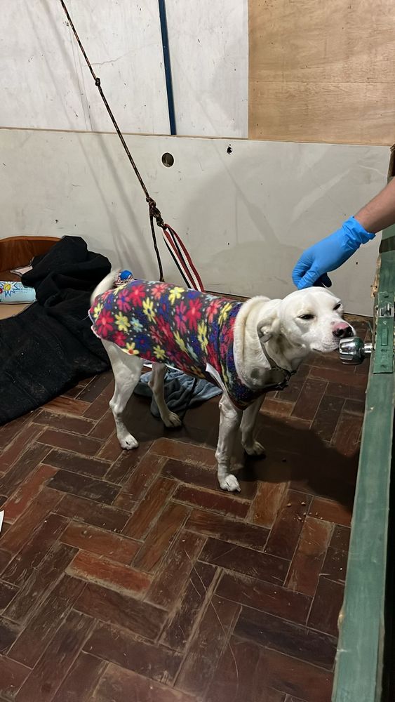 Cão