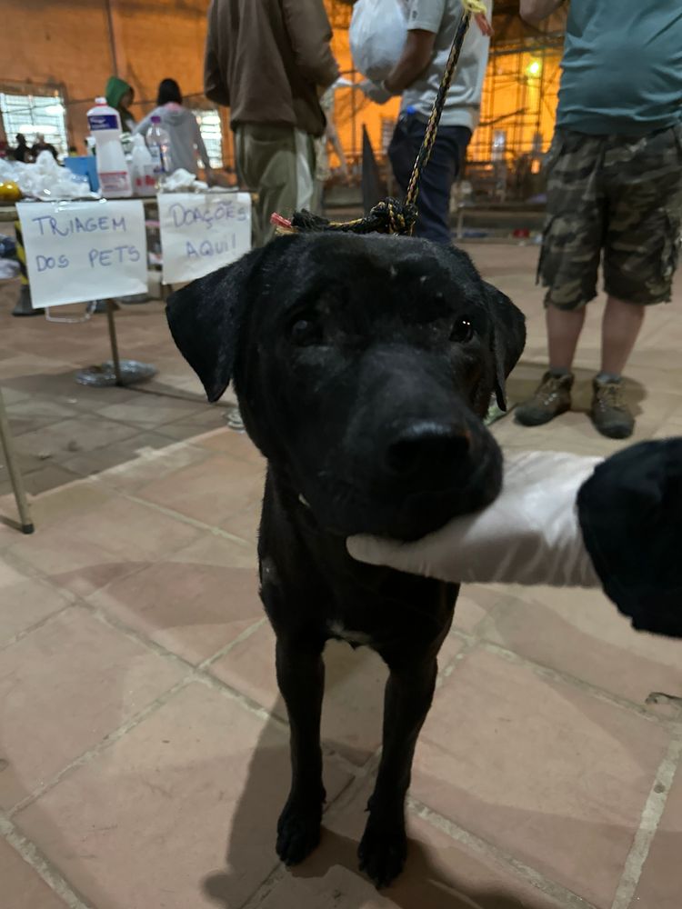 Cão