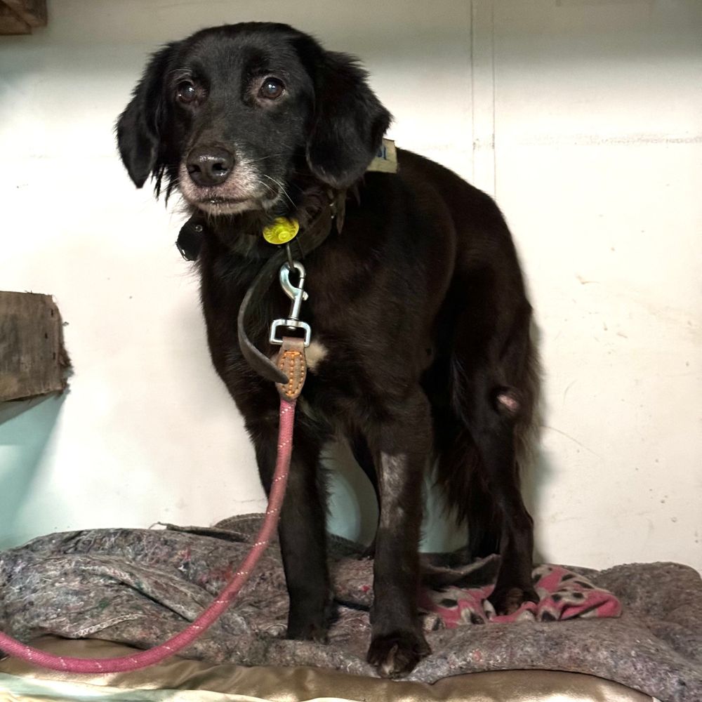 Cão