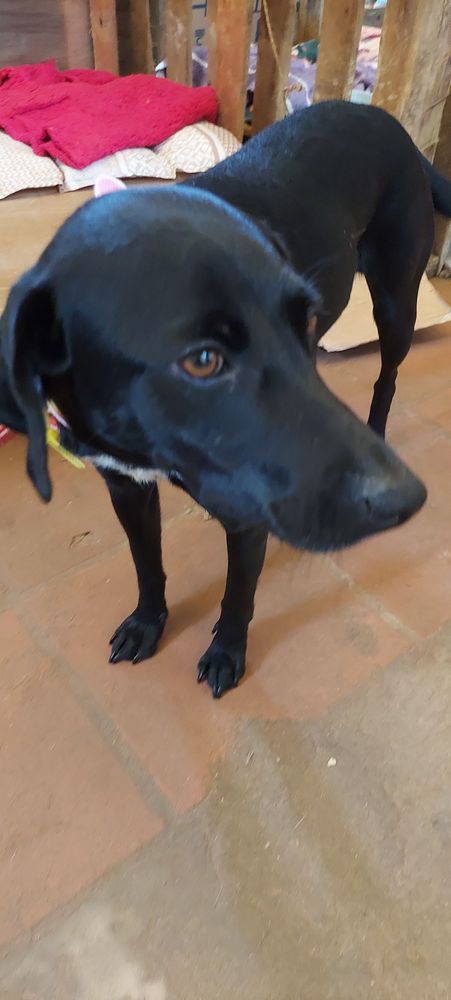 Cão