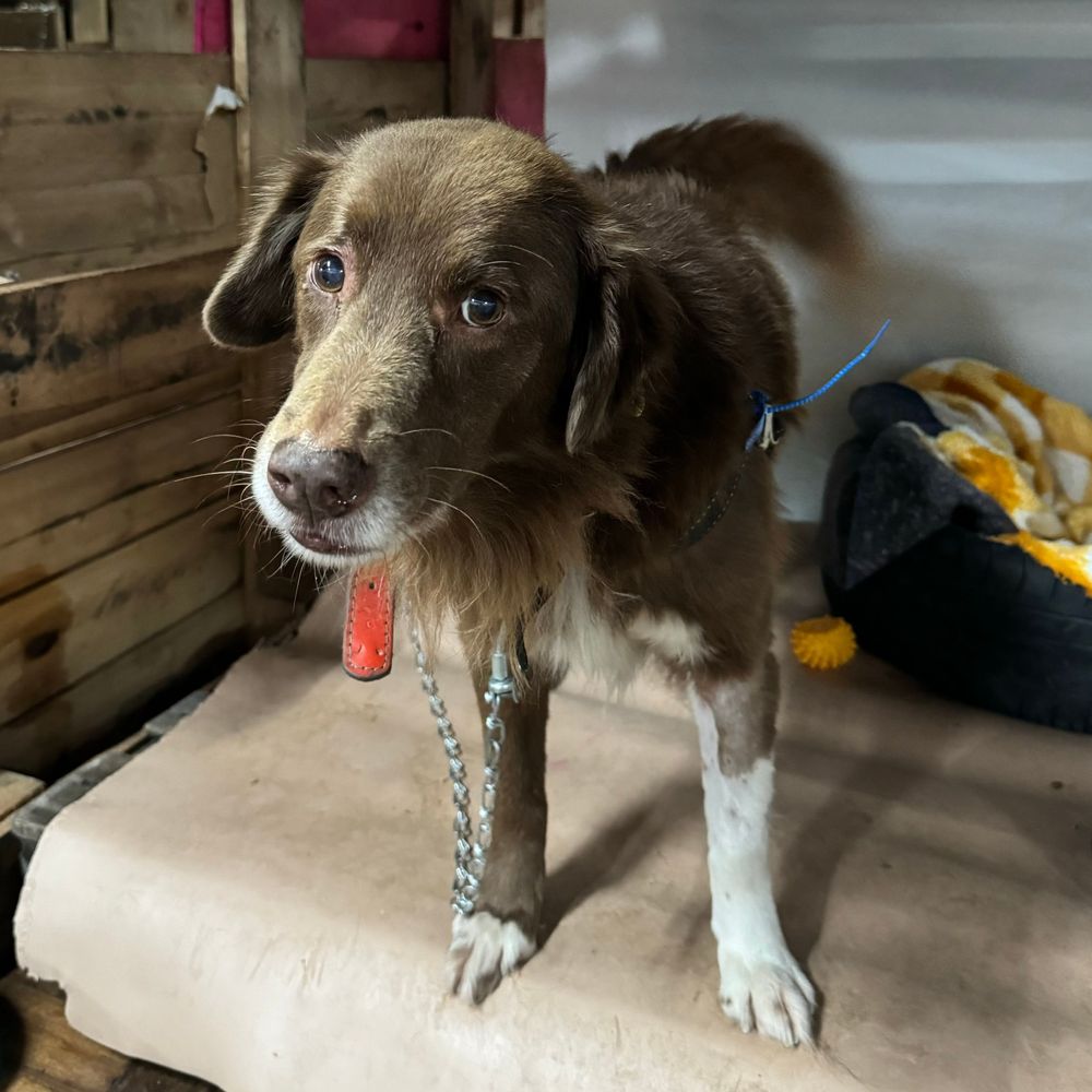Cão