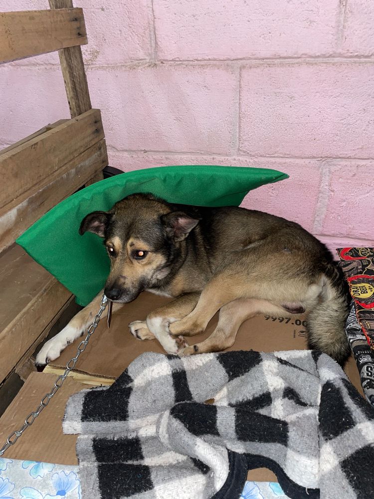 Cão