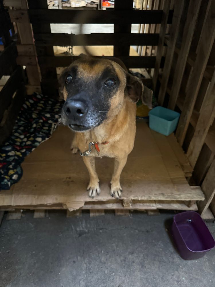 Cão
