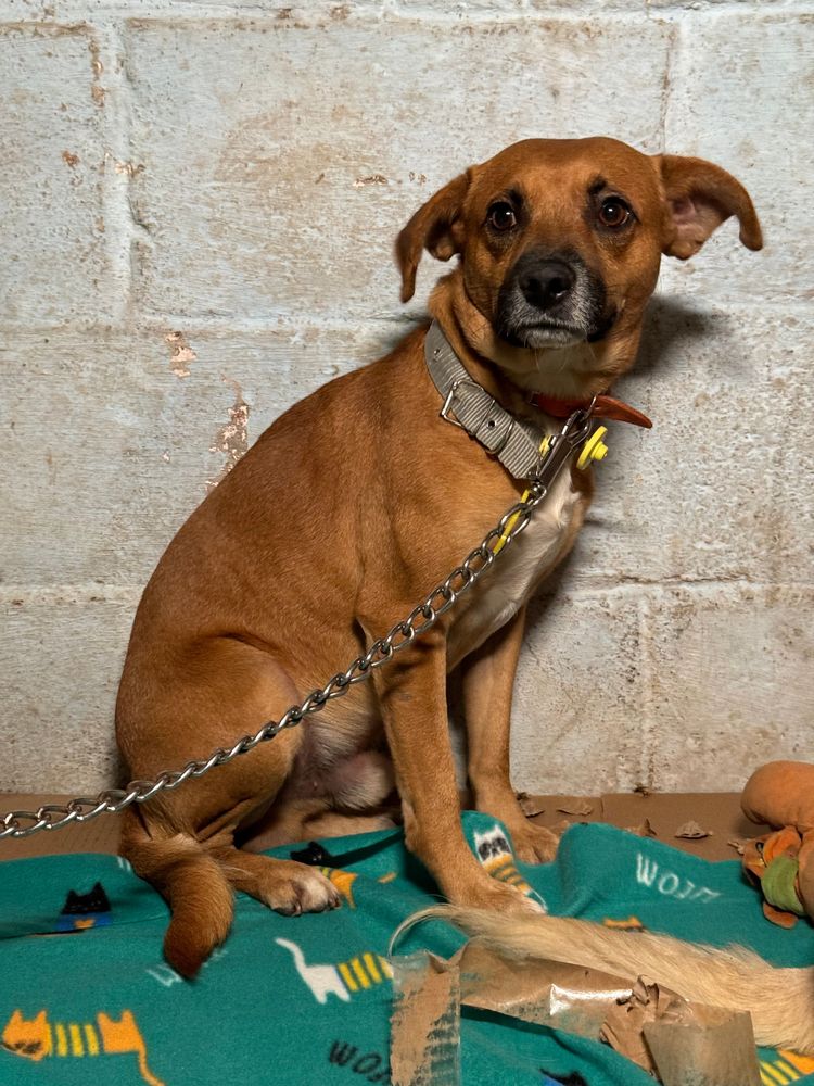 Cão