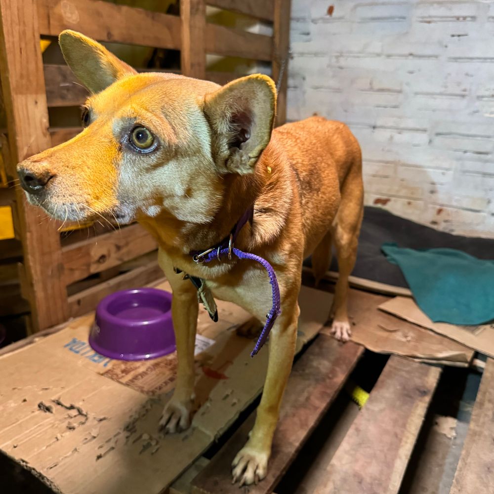 Cão