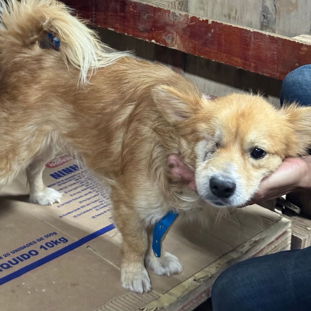 Cão