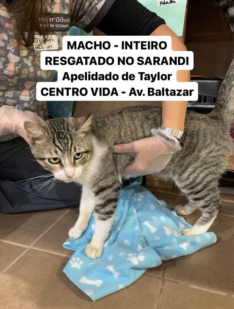 Gato