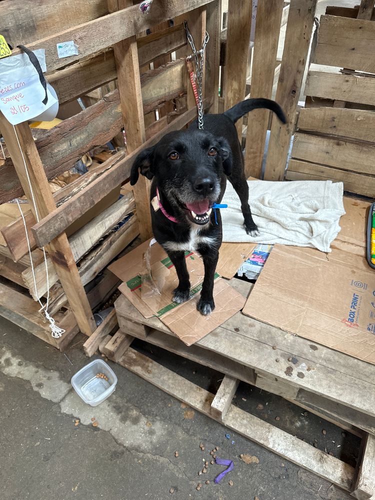 Cão