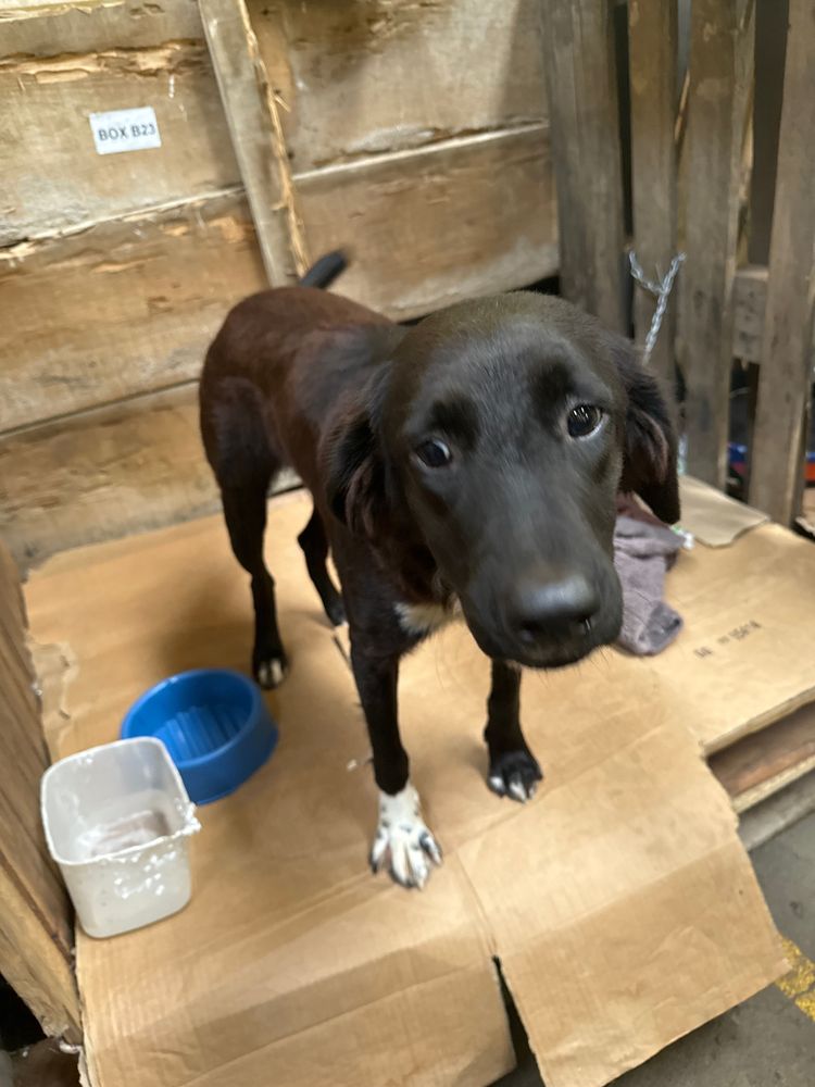 Cão