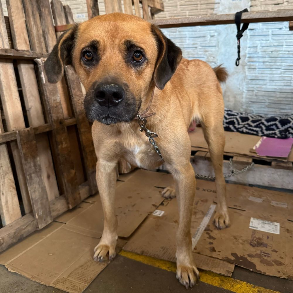 Cão