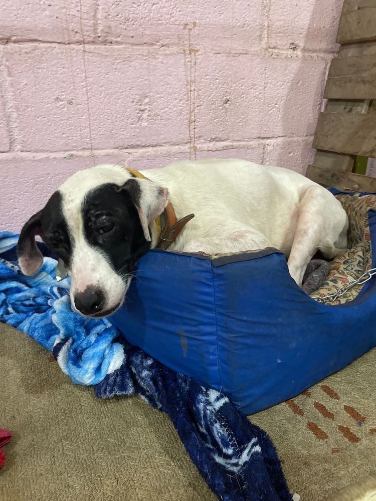 Cão