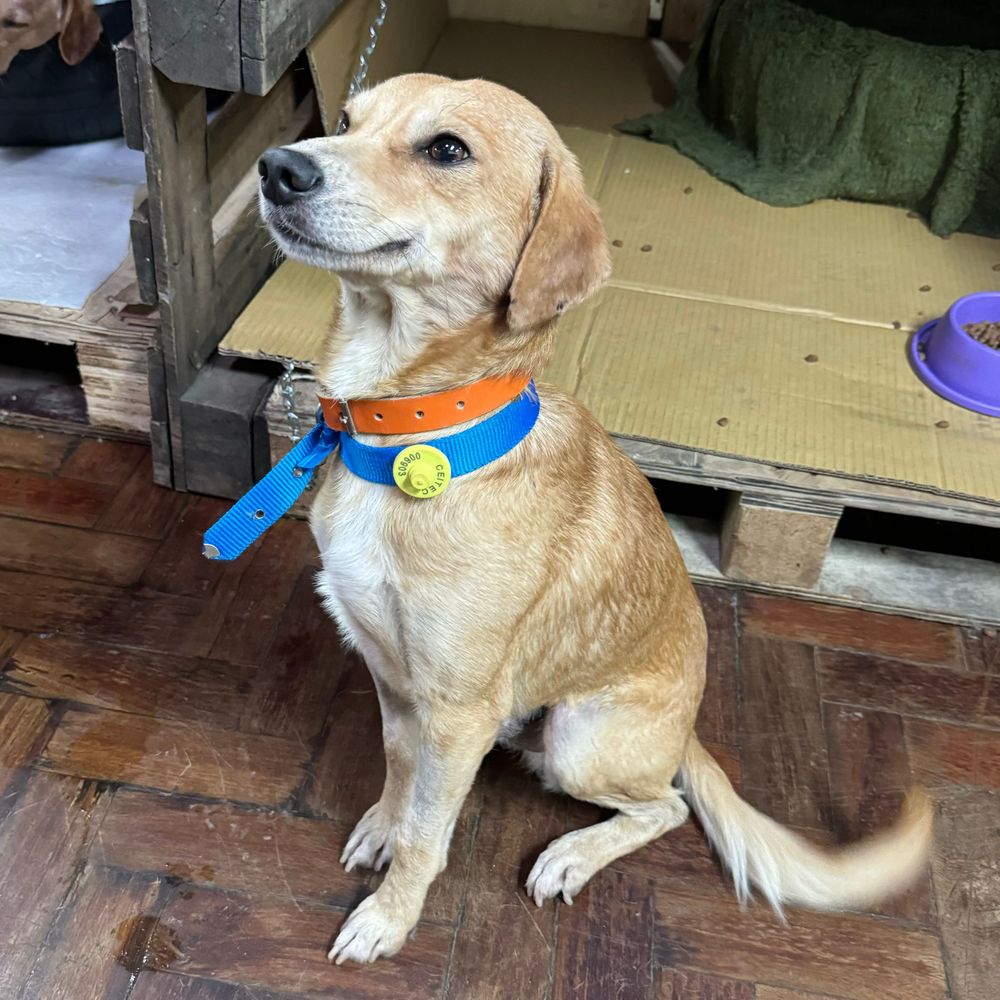 Cão