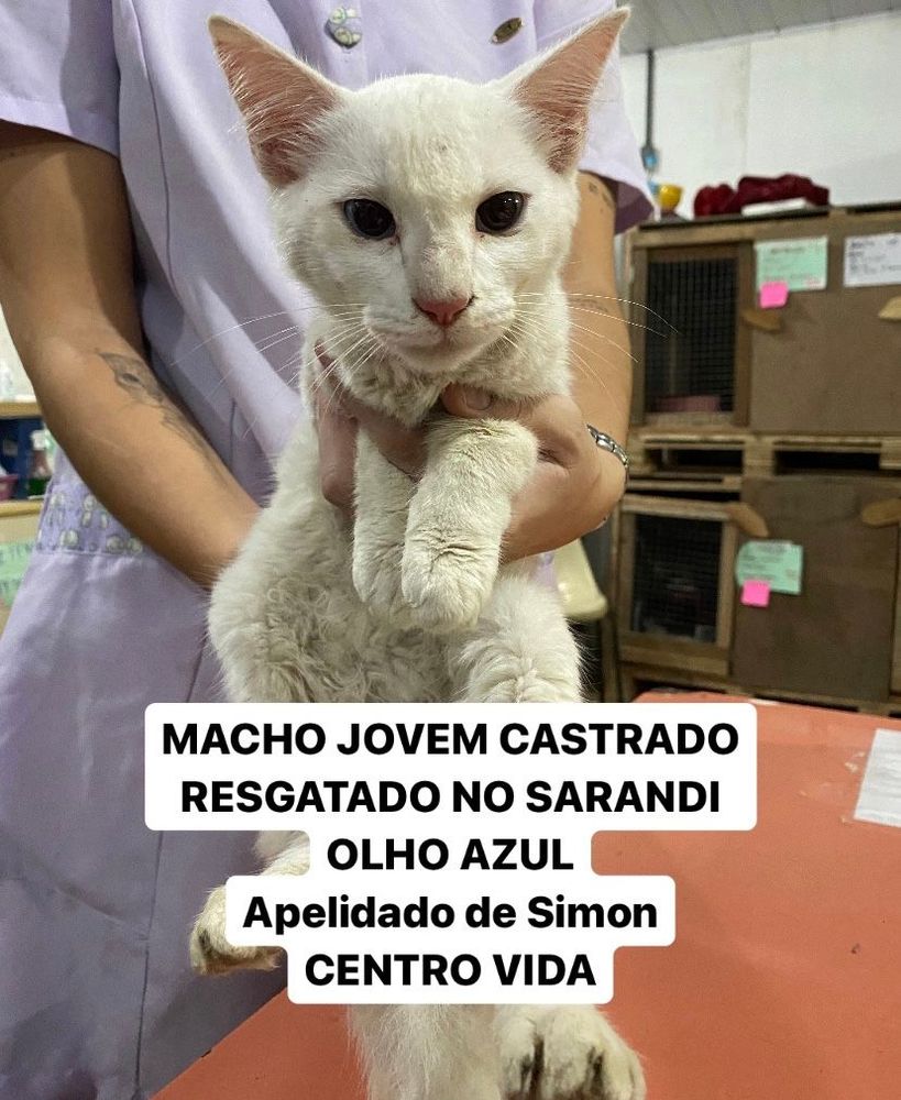 Gato