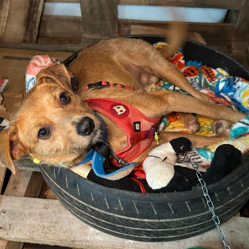 Cão