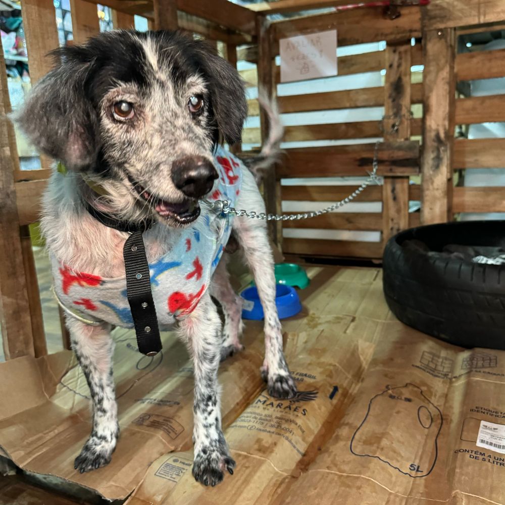 Cão