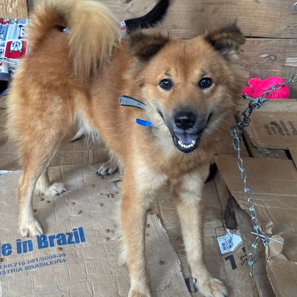 Cão