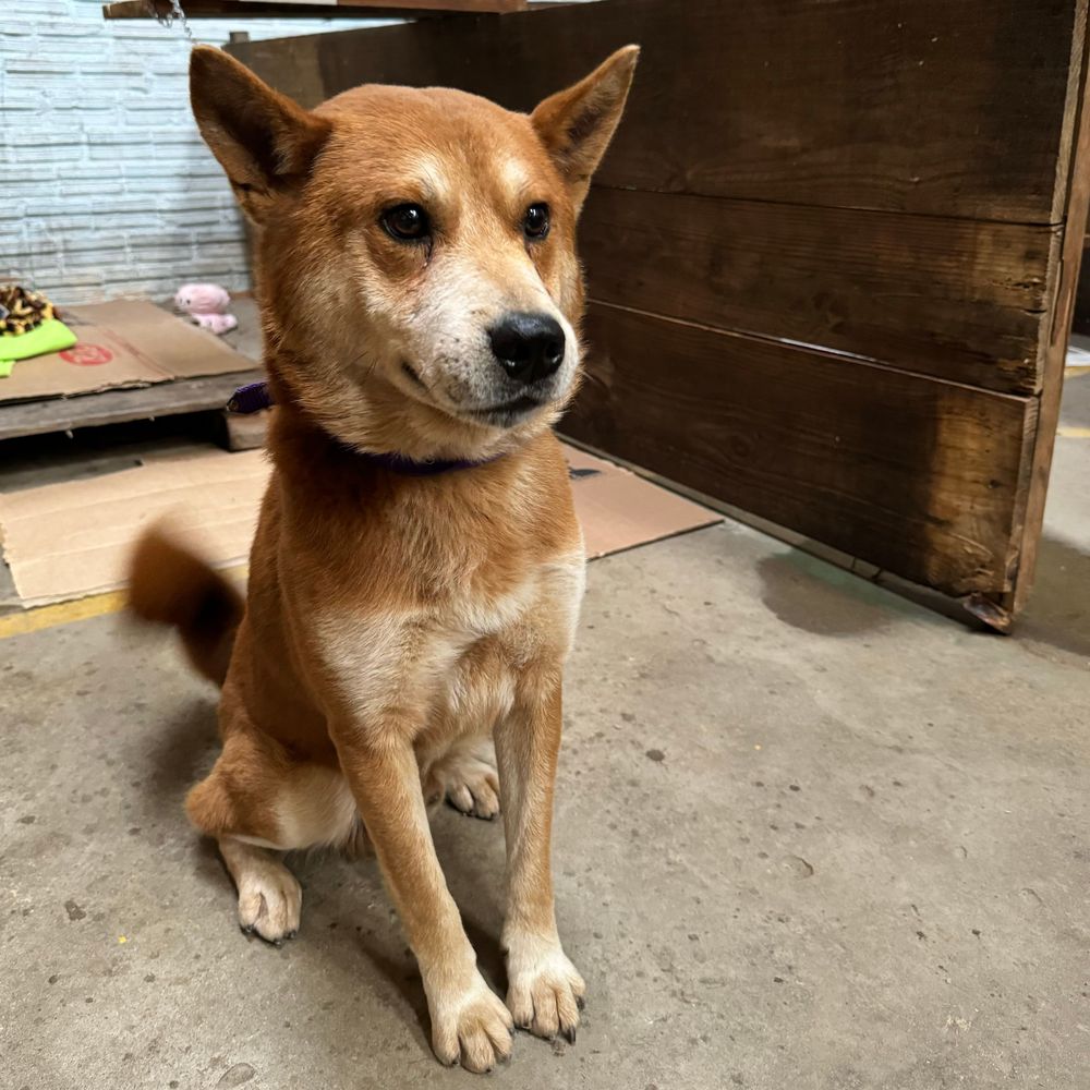 Cão