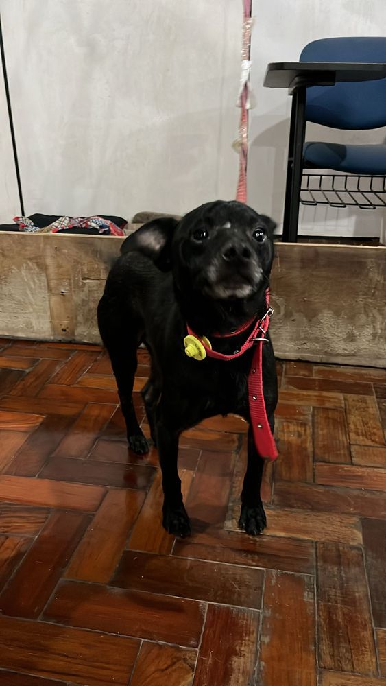 Cão