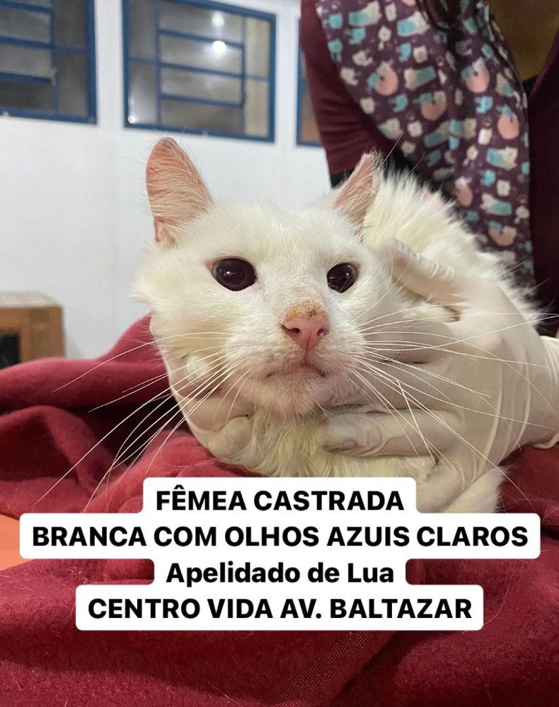 Gato