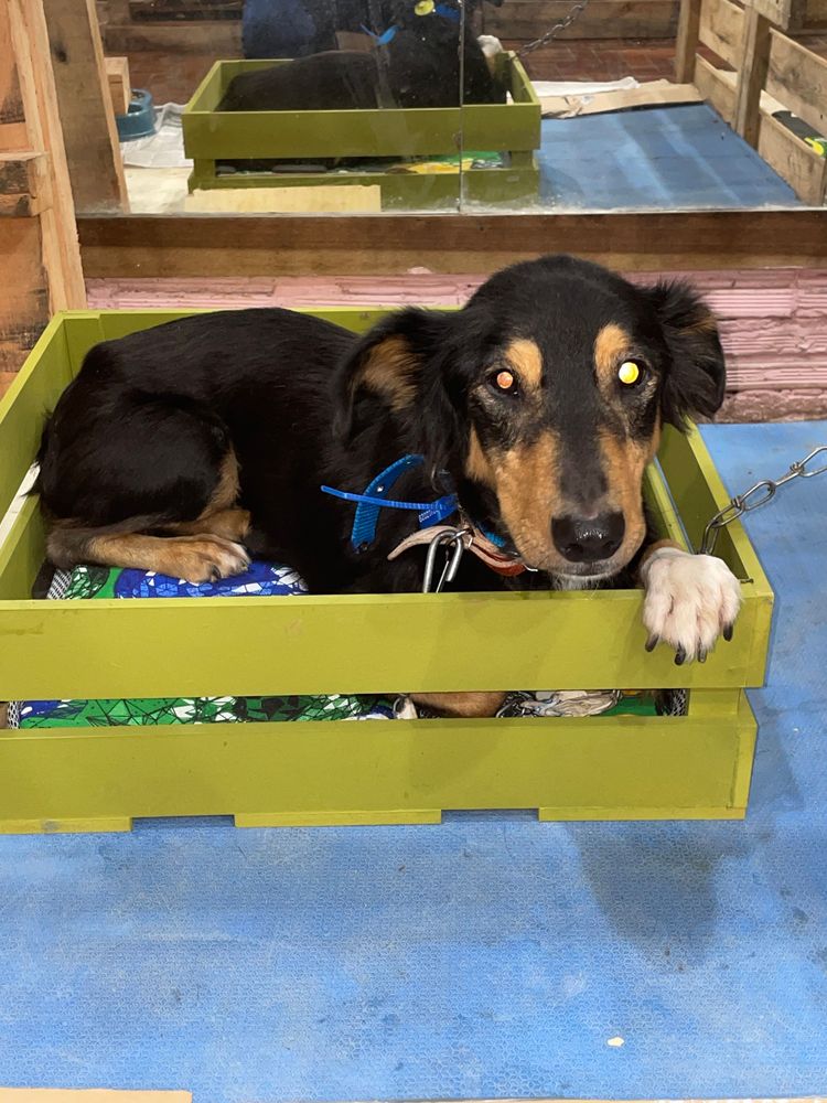 Cão