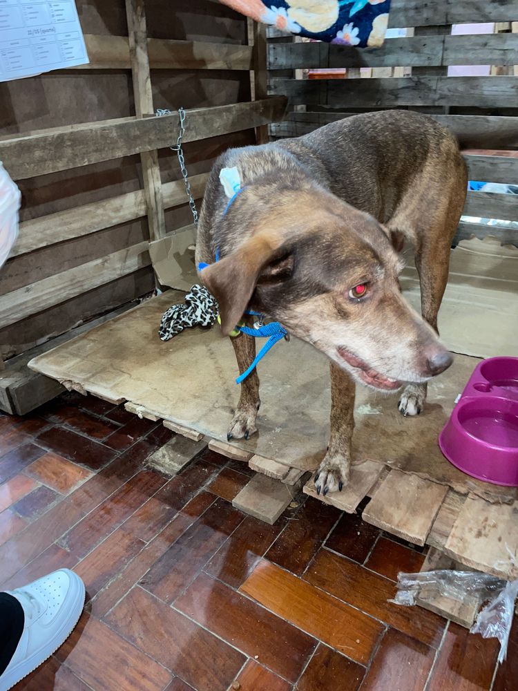Cão