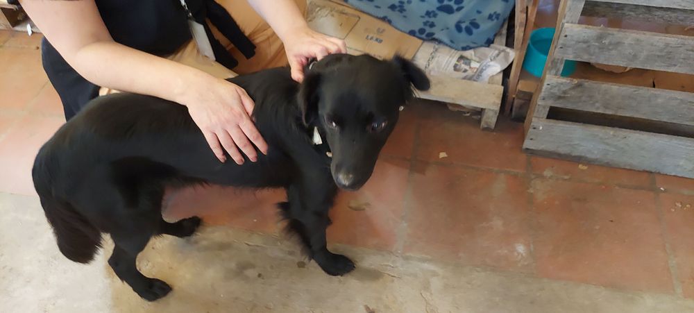 Cão