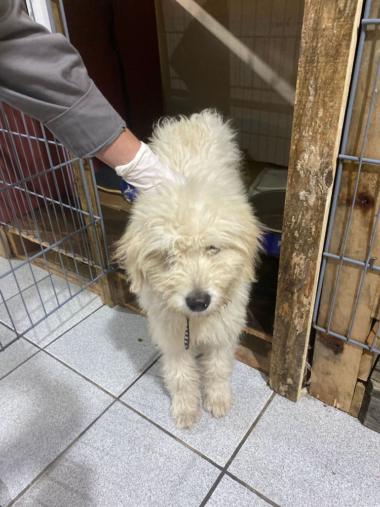 Cão
