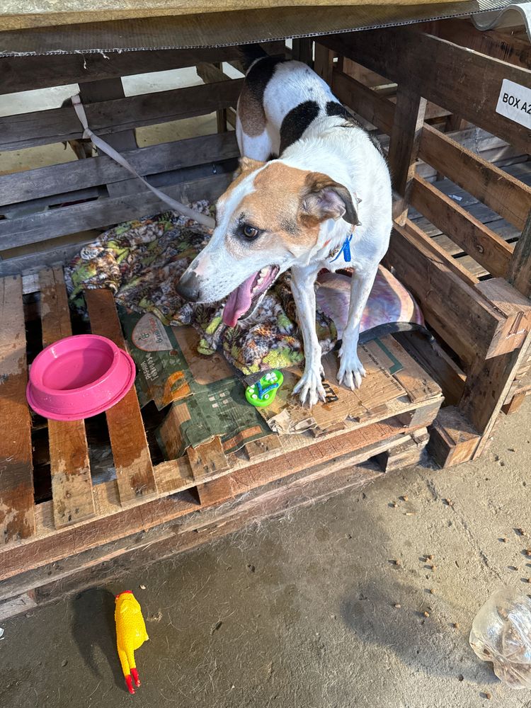 Cão