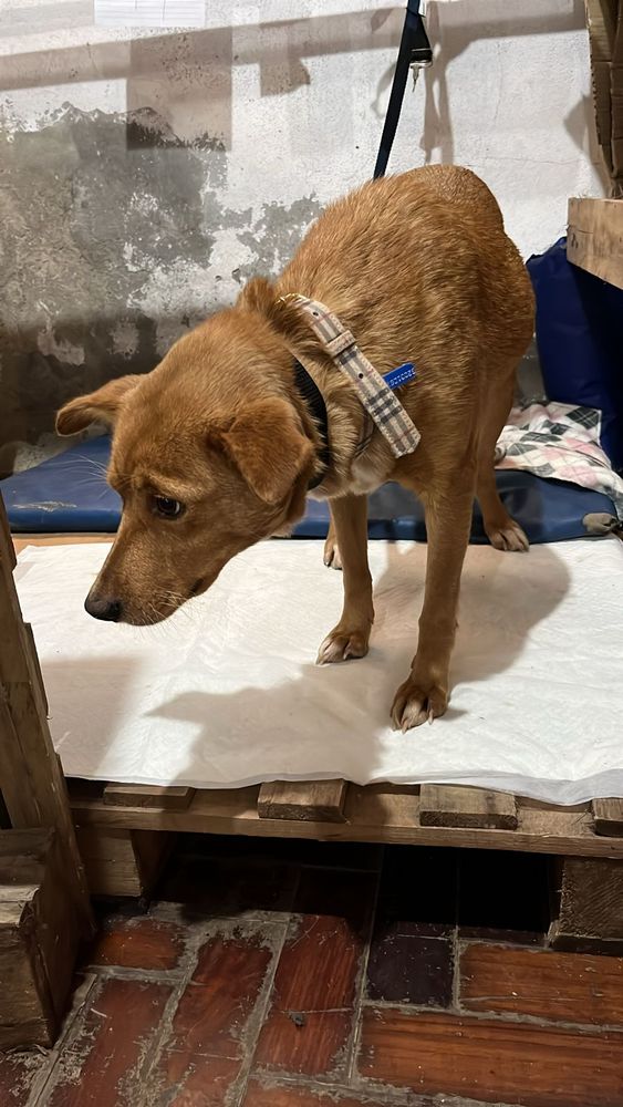 Cão