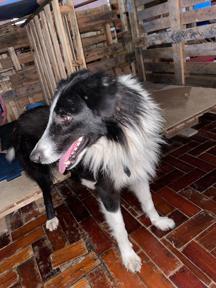 Cão