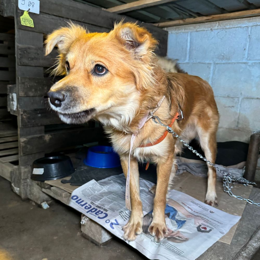 Cão