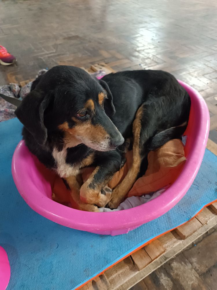 Cão