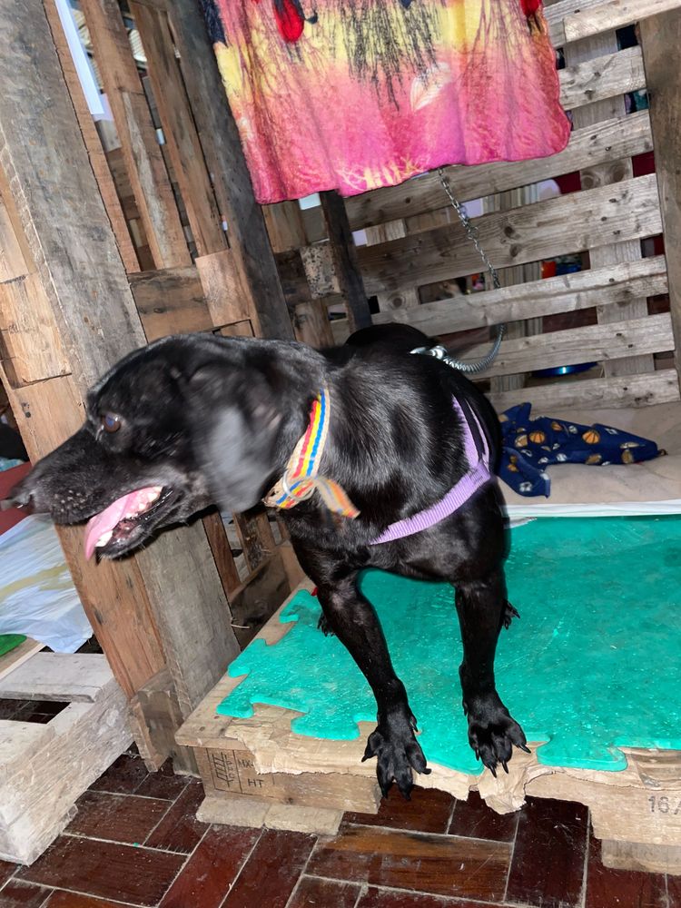 Cão