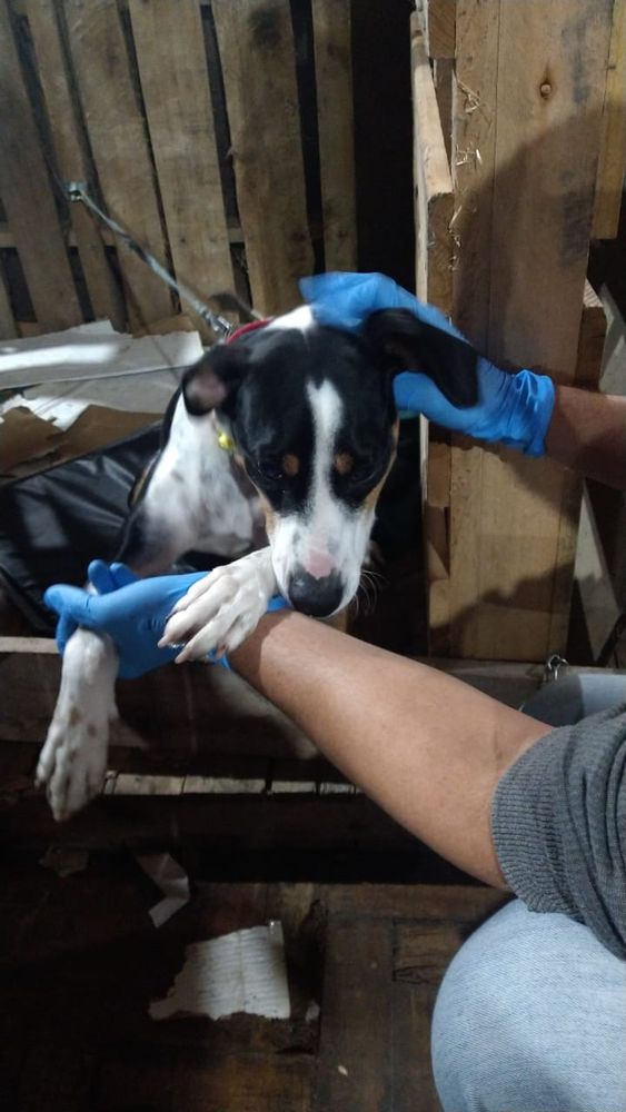 Cão
