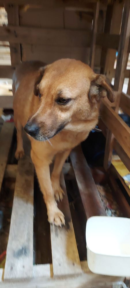 Cão