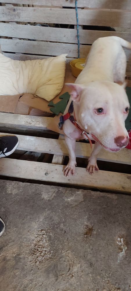 Cão
