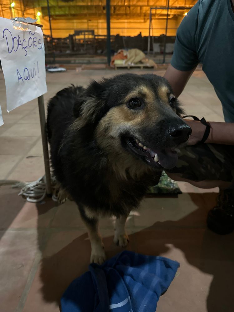 Cão