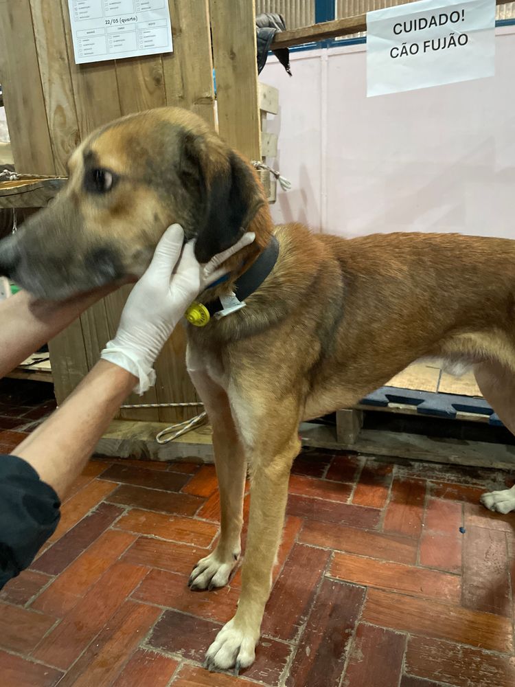 Cão