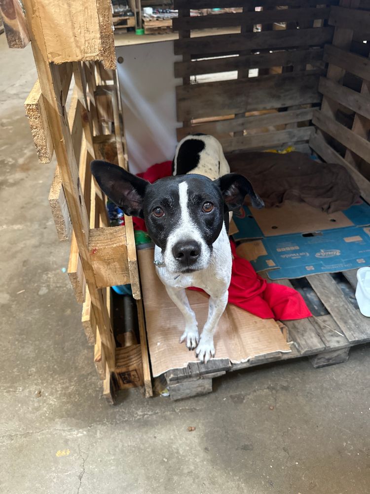 Cão