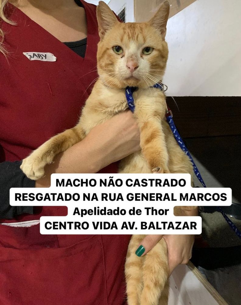 Gato