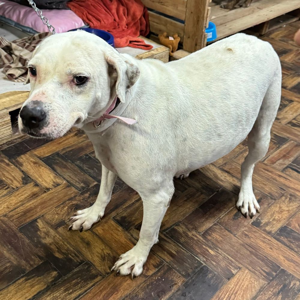Cão