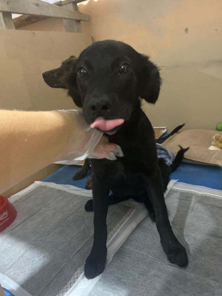 Cão