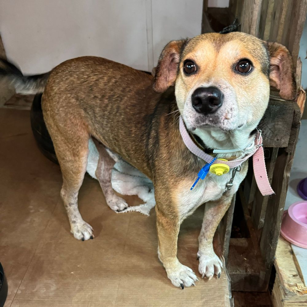 Cão