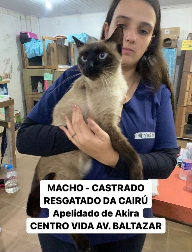 Gato
