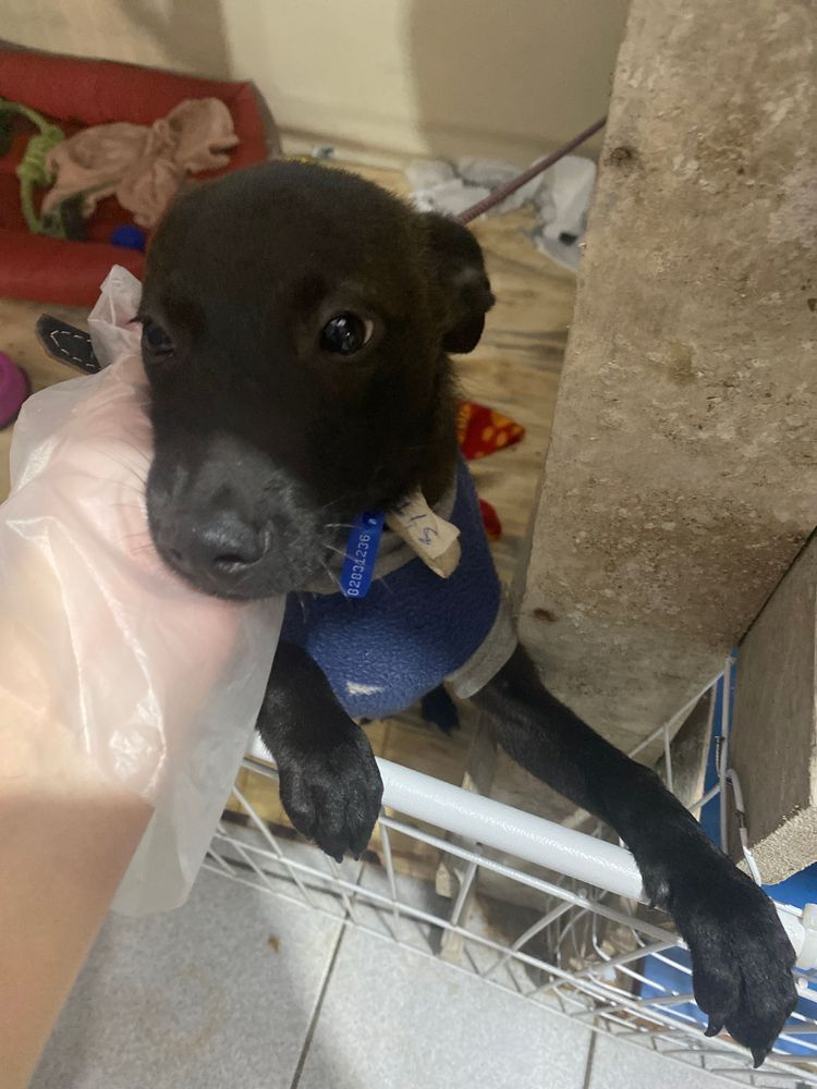 Cão